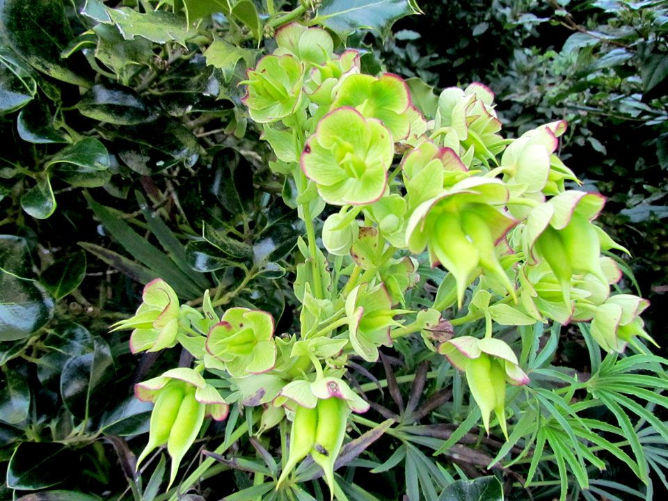 lime green plant