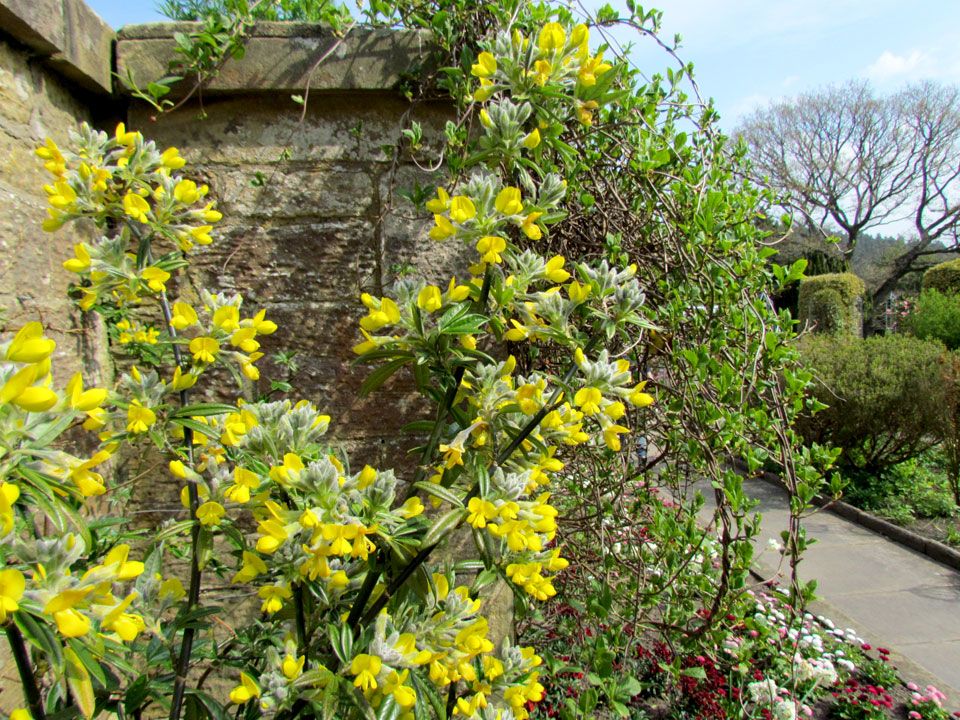 yellow climber