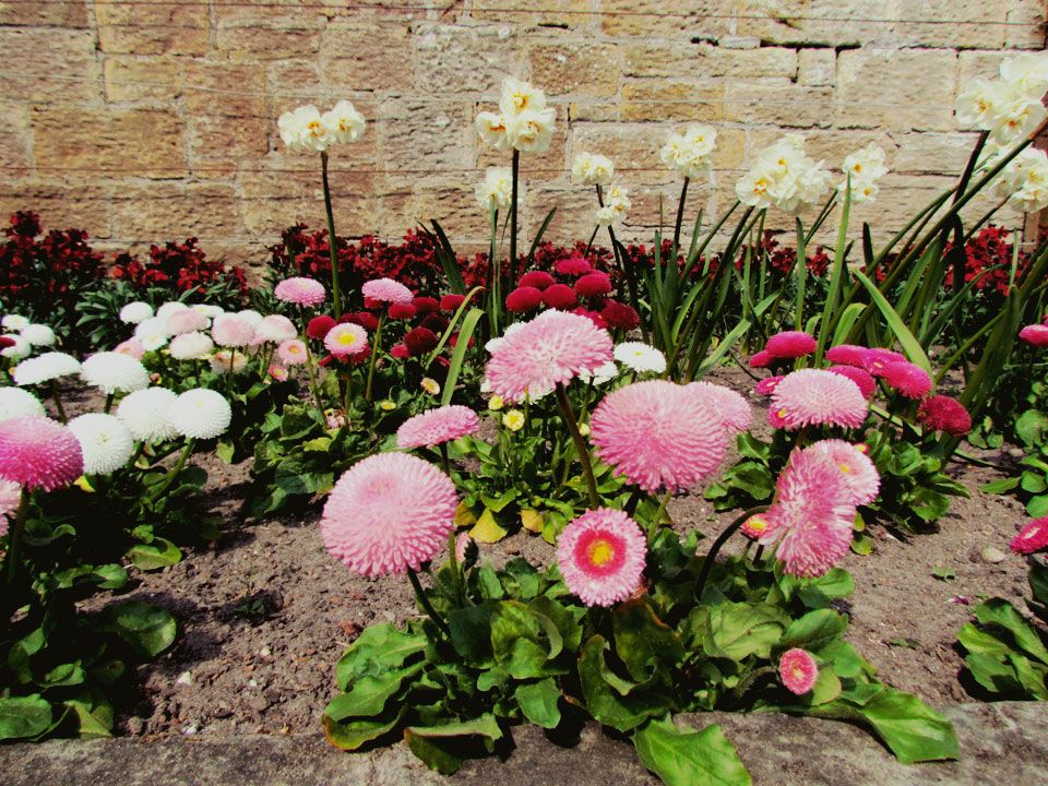 bellis in pink and maroon