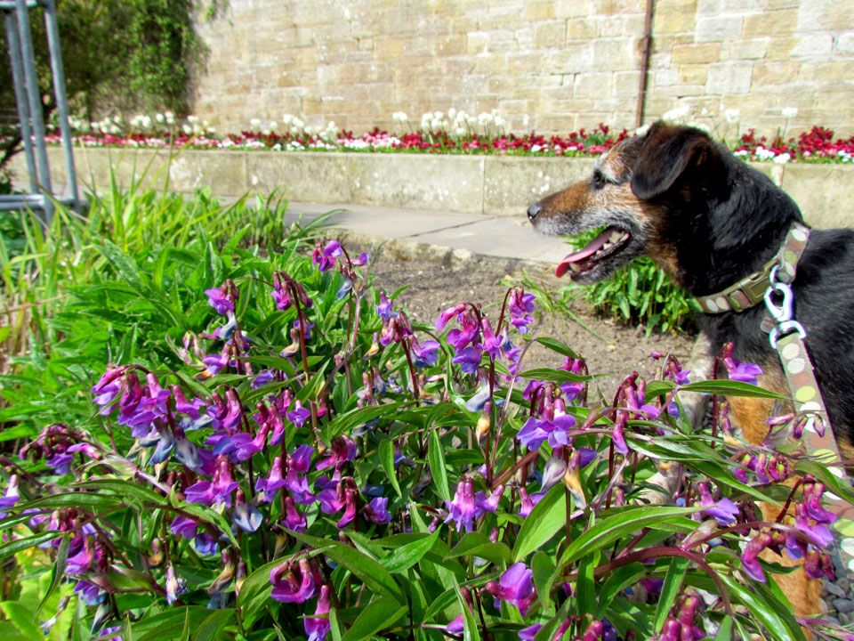 terrier dog and flowers