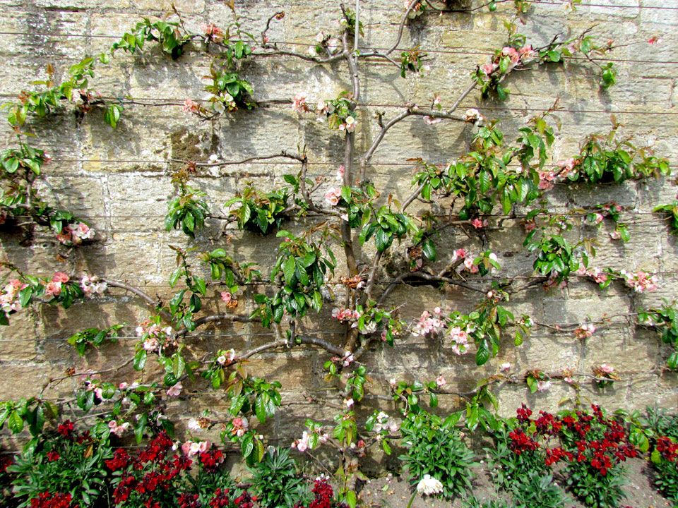 fan trained fruit tree