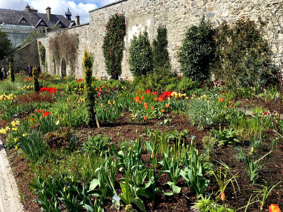 tulip bed Bodnant