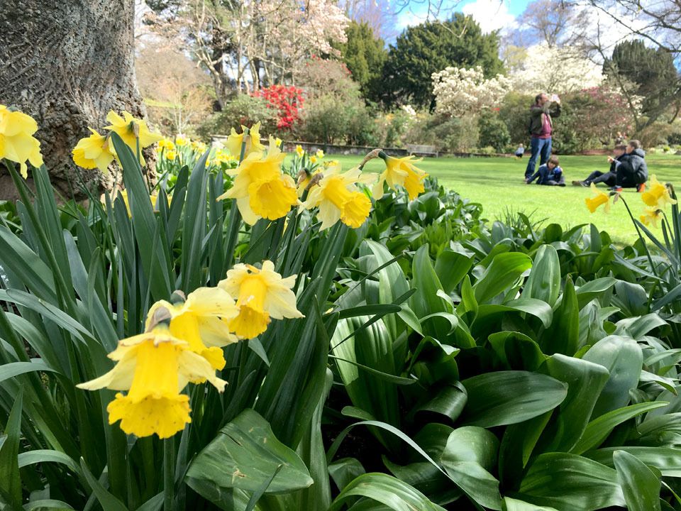 daffodils