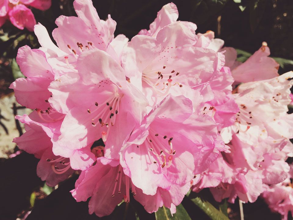pink azalea
