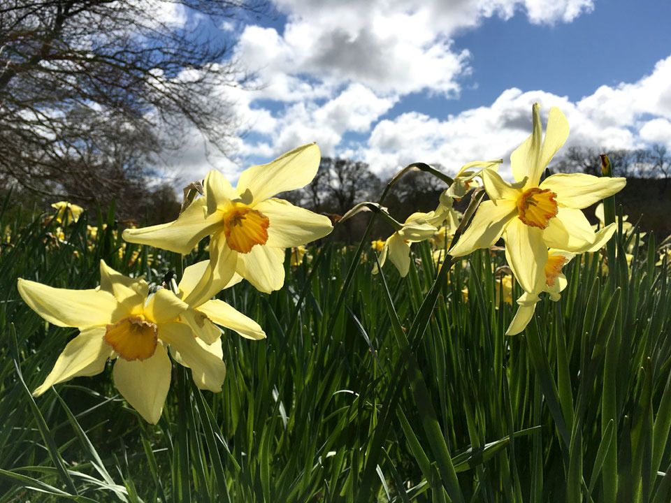 daffodils nodding heads