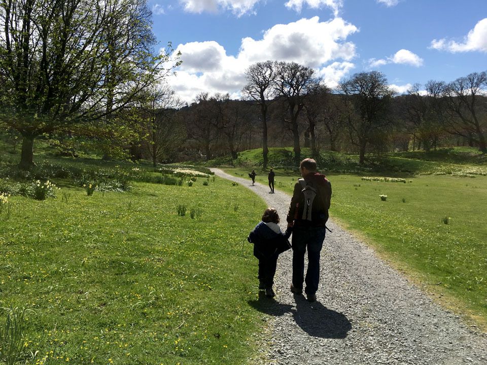 down the daffodil path