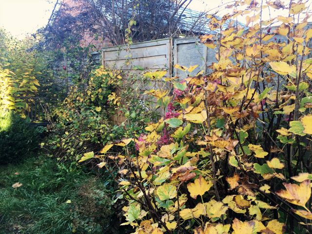 autumn colours