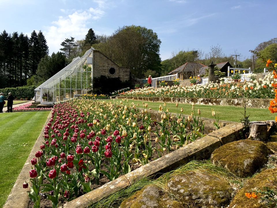 tulip terrace