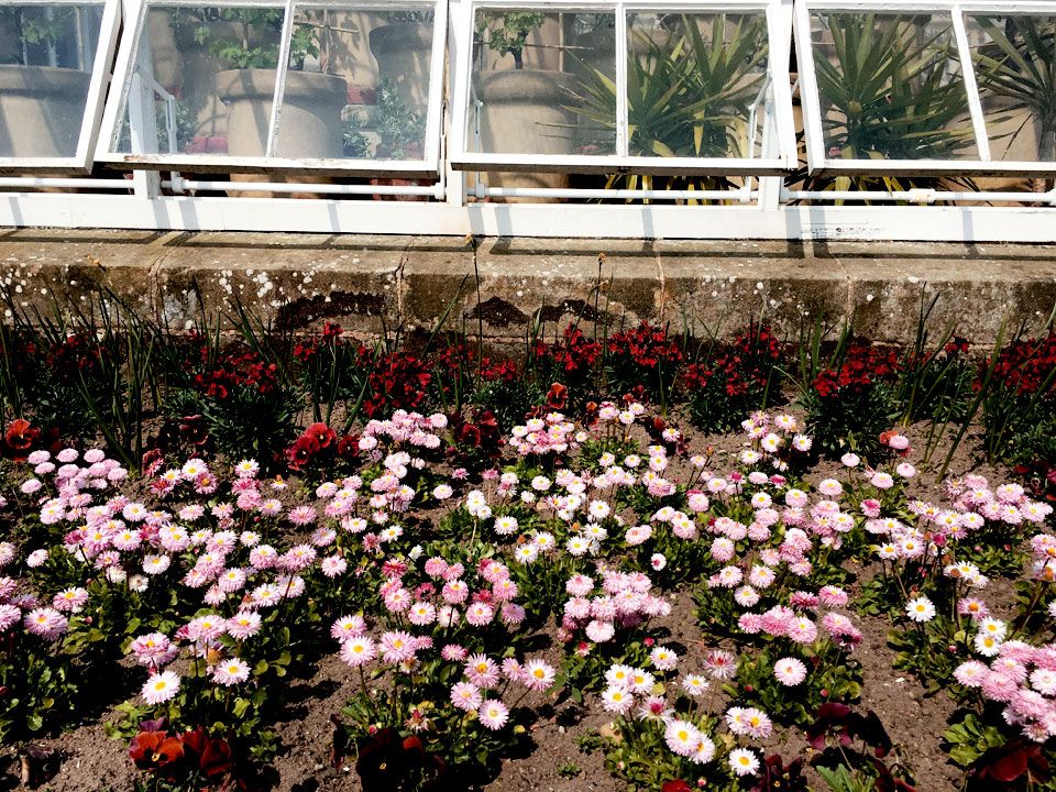 pink and red flowers