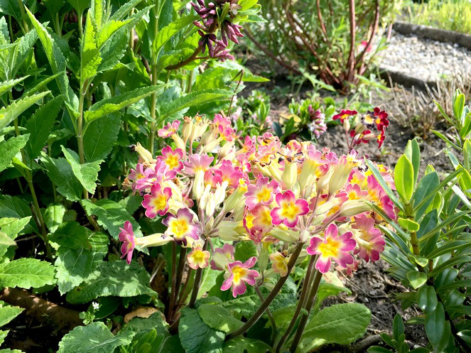 pink and yellow primula