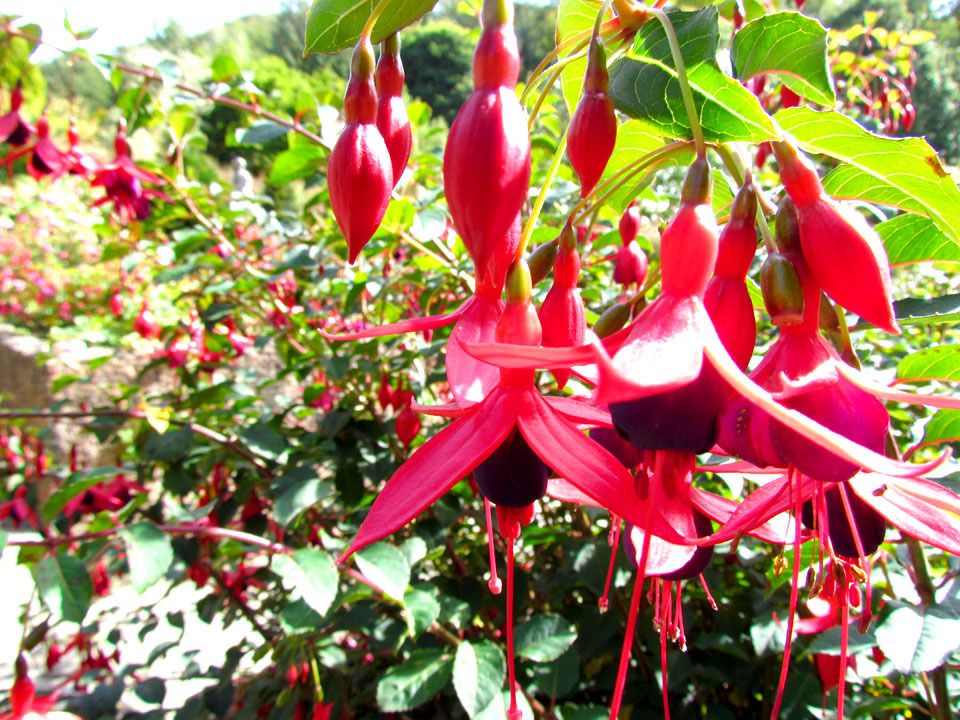 fuschia
