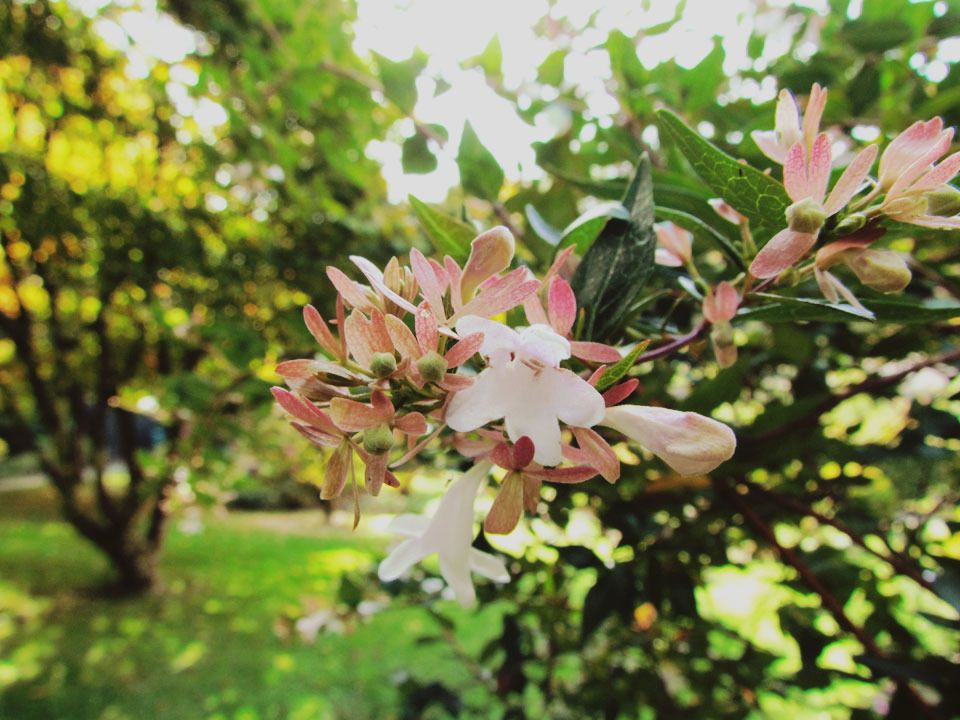 pink flowering shrub