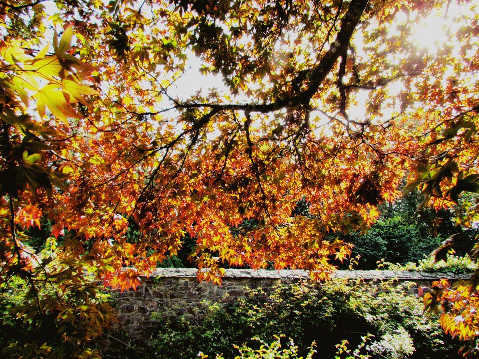 autumn tree