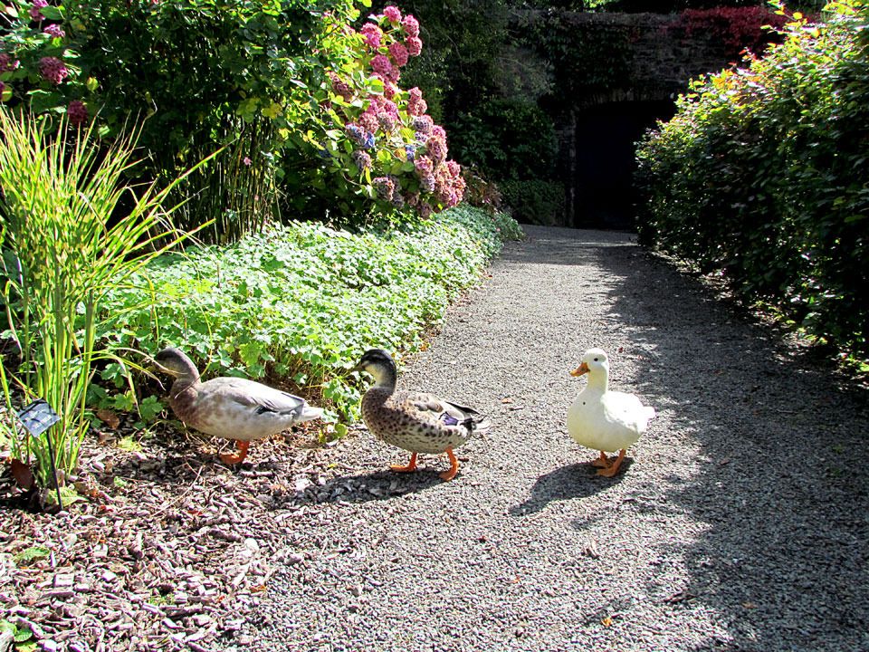 ducks in the garden