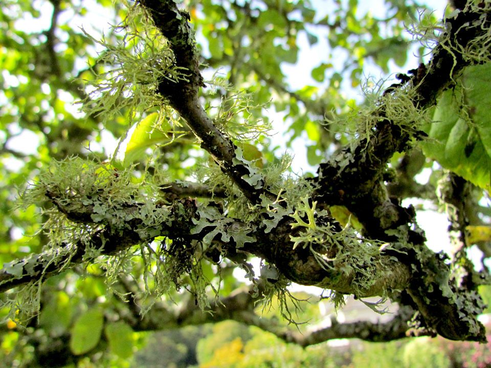 tree lichen