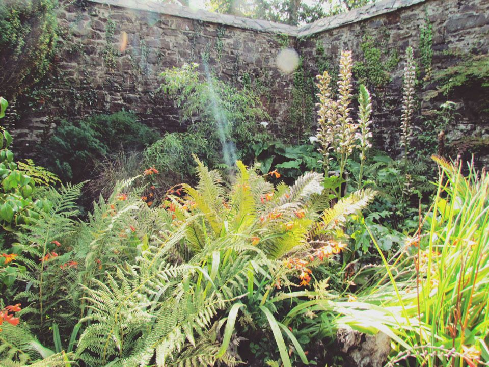 damp garden planting
