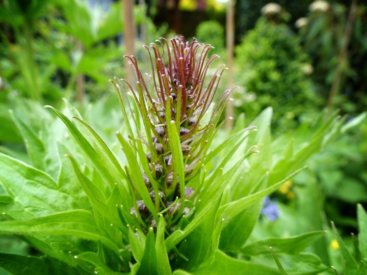 thistle type flower