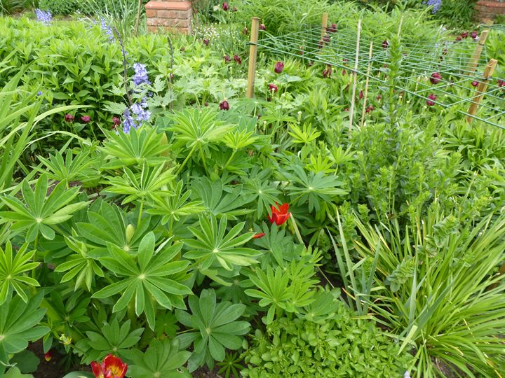 herbaceous border