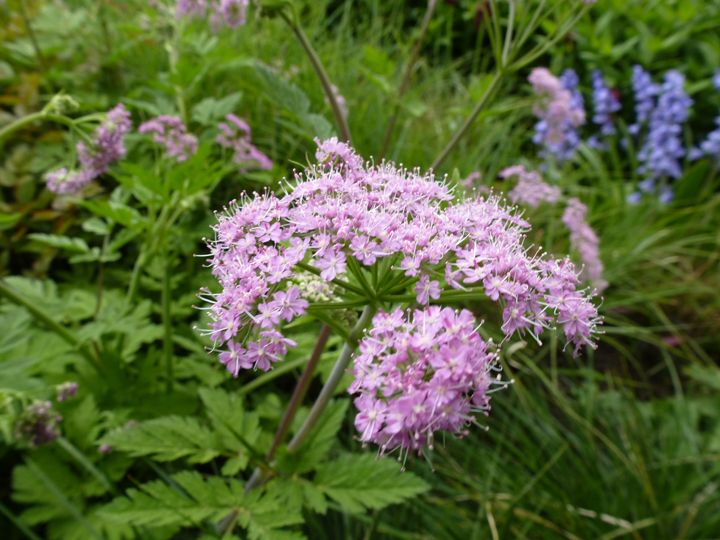 cottage garden flower