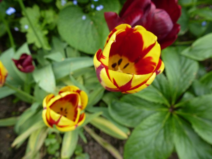 striking burgundy and yellow tulip