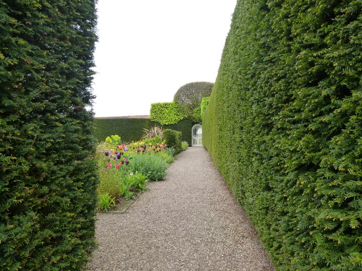 hedges and border