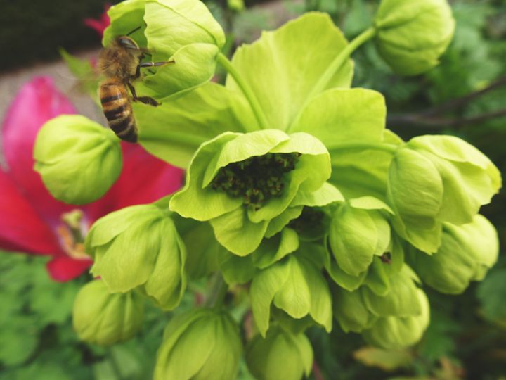 lime green flower and bee