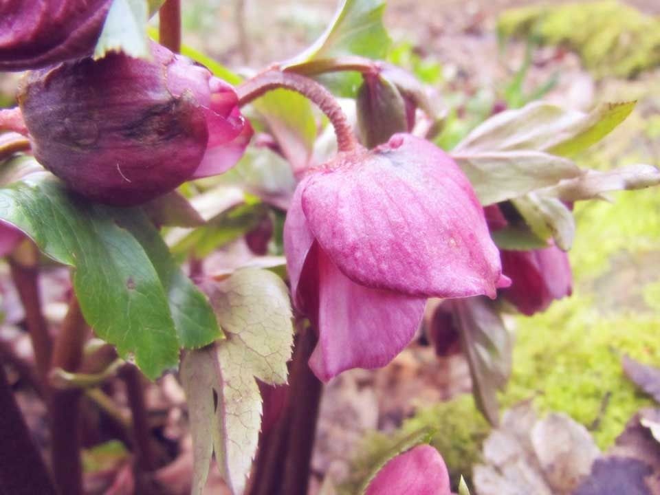 Purple-Hellebore