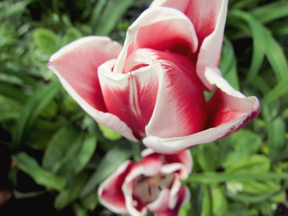 raspberry ripple tulip