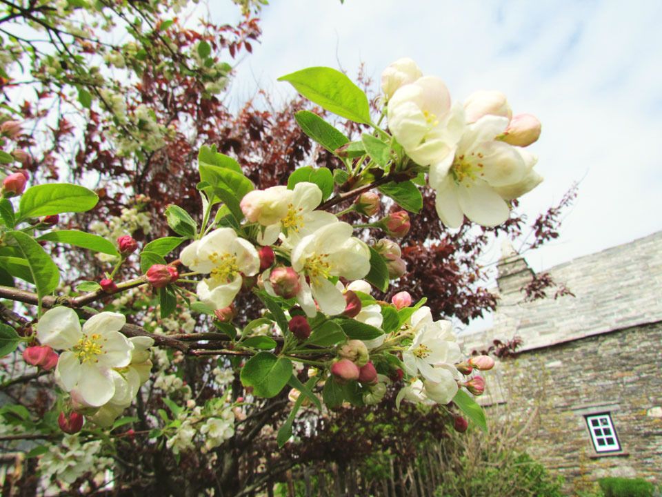blossom