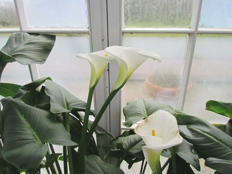 cala-lilly