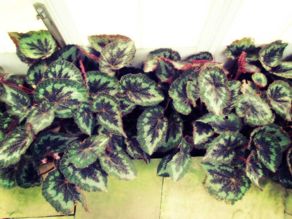 coleus