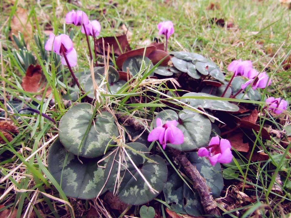 cyclamen