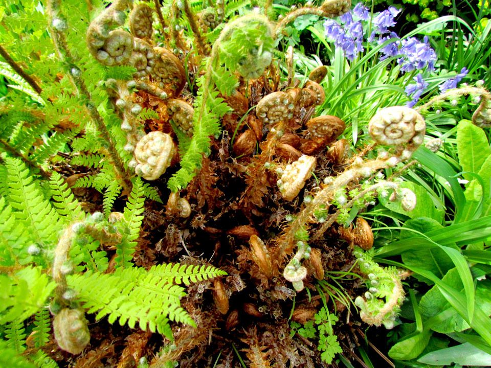 ferns