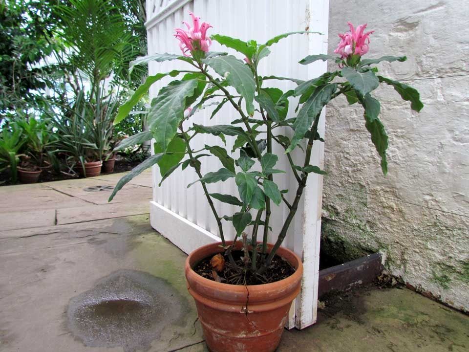 glasshouse-flowers