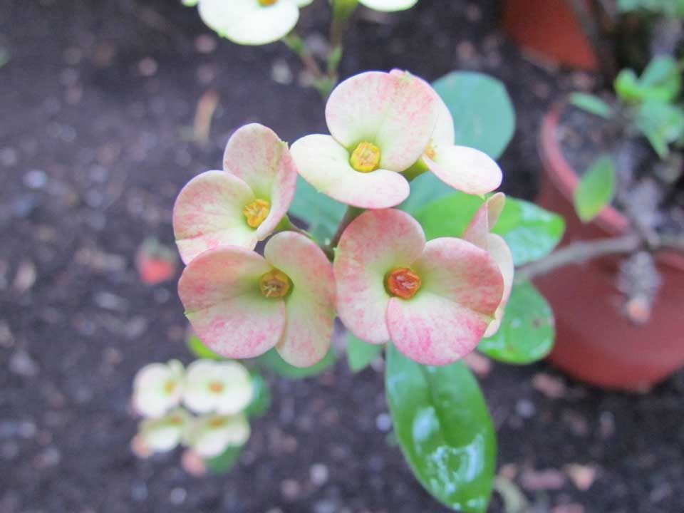little-peach-flower