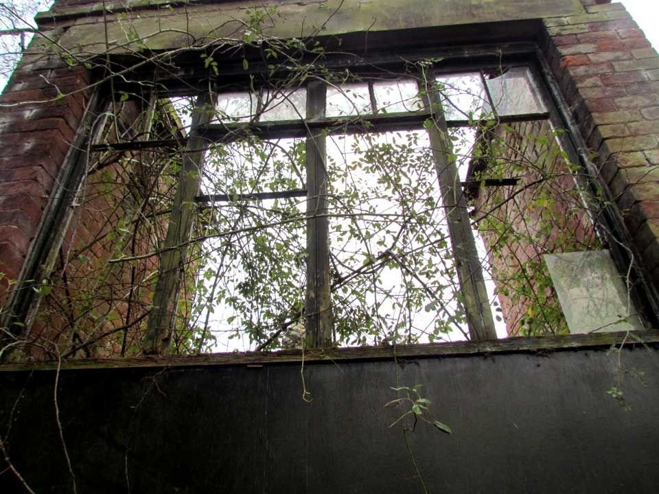 overgrown