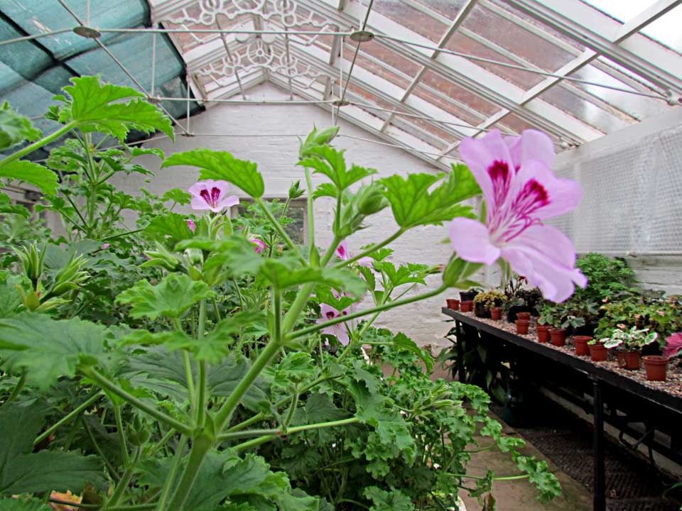 pink-geranium