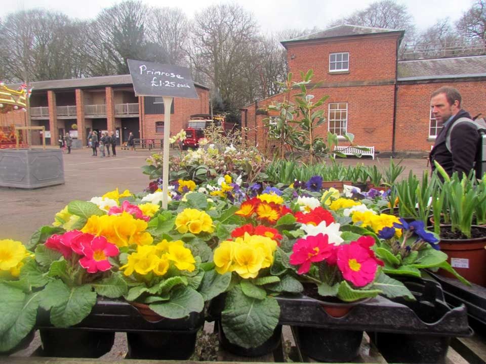 primroses-for-sale