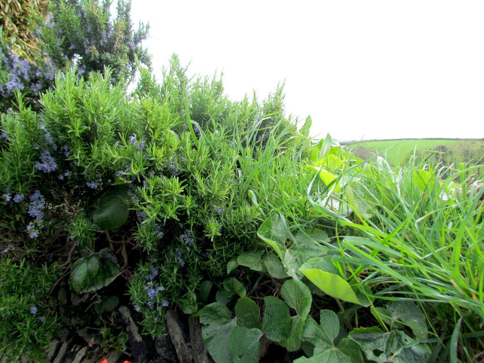 rosemary