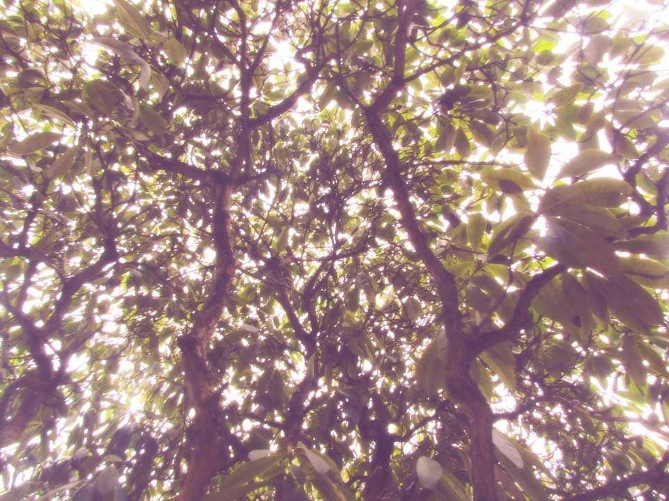 sunlight-through-trees