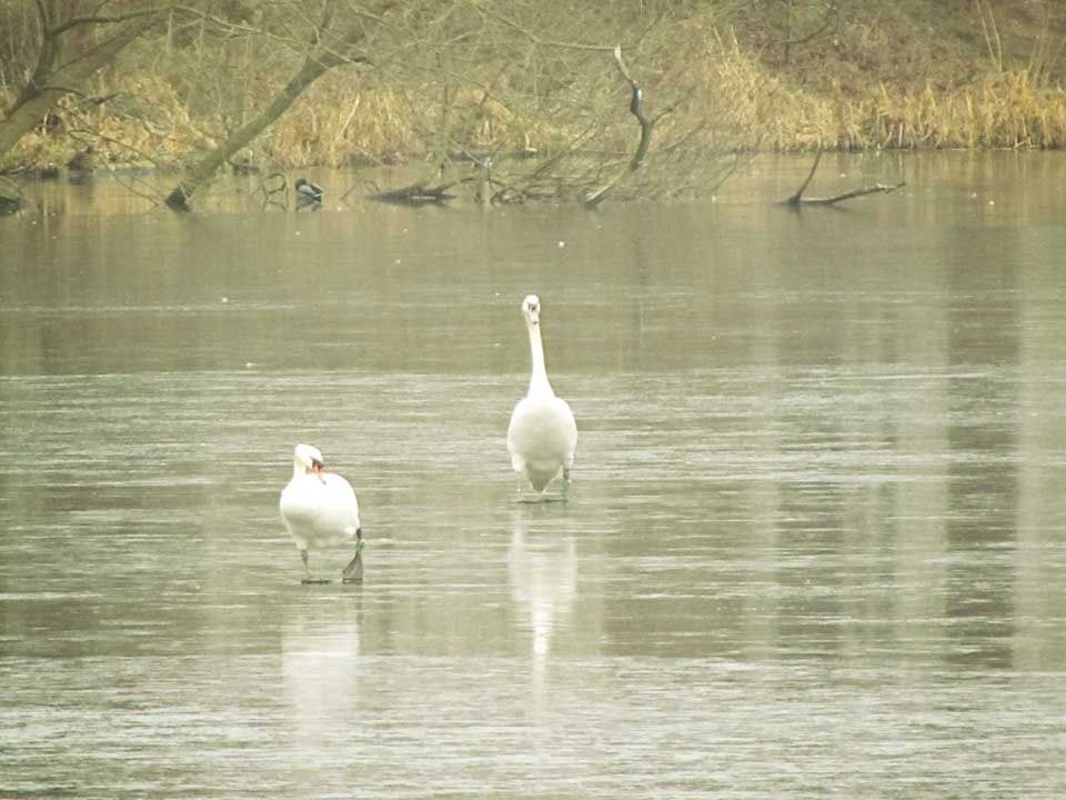 swans-walking-on-ice