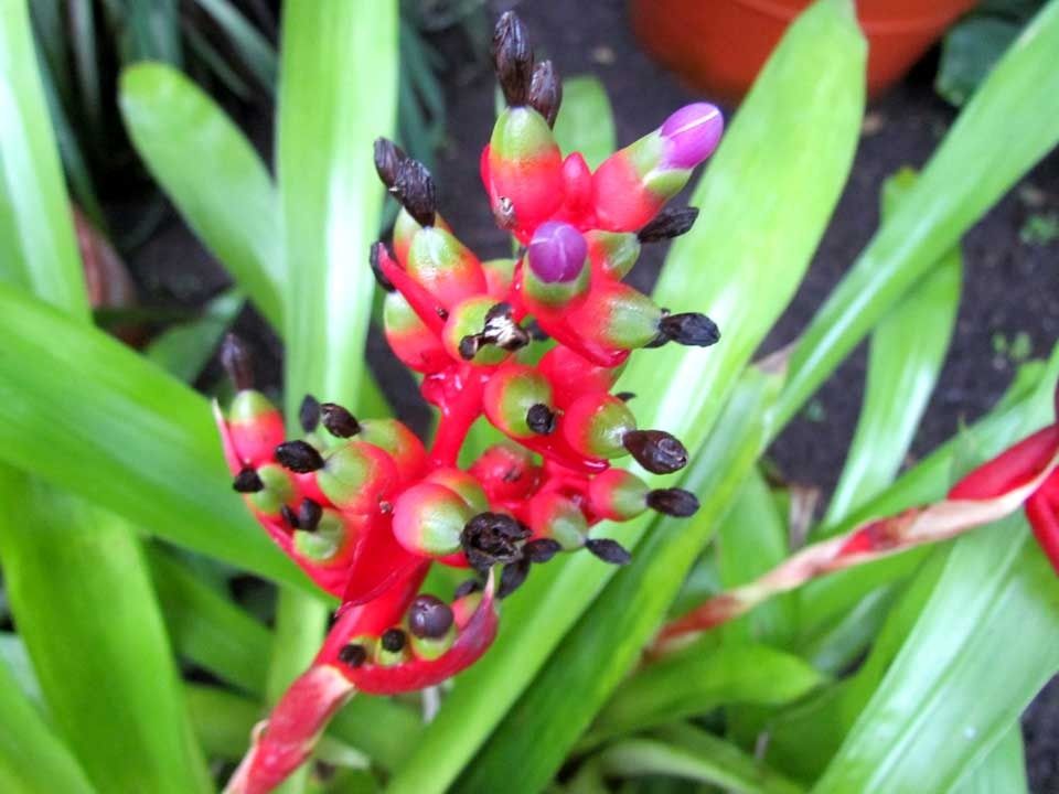 tropical-flower