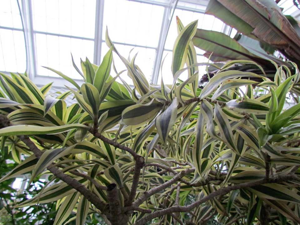 variegated-leaves