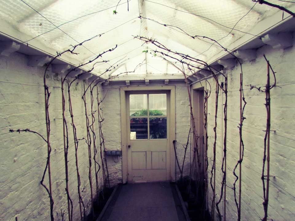 vines