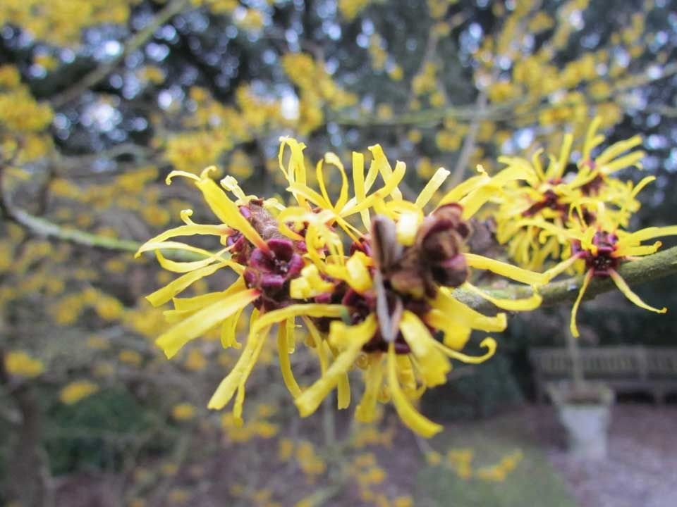 Hamamelis witch hazel