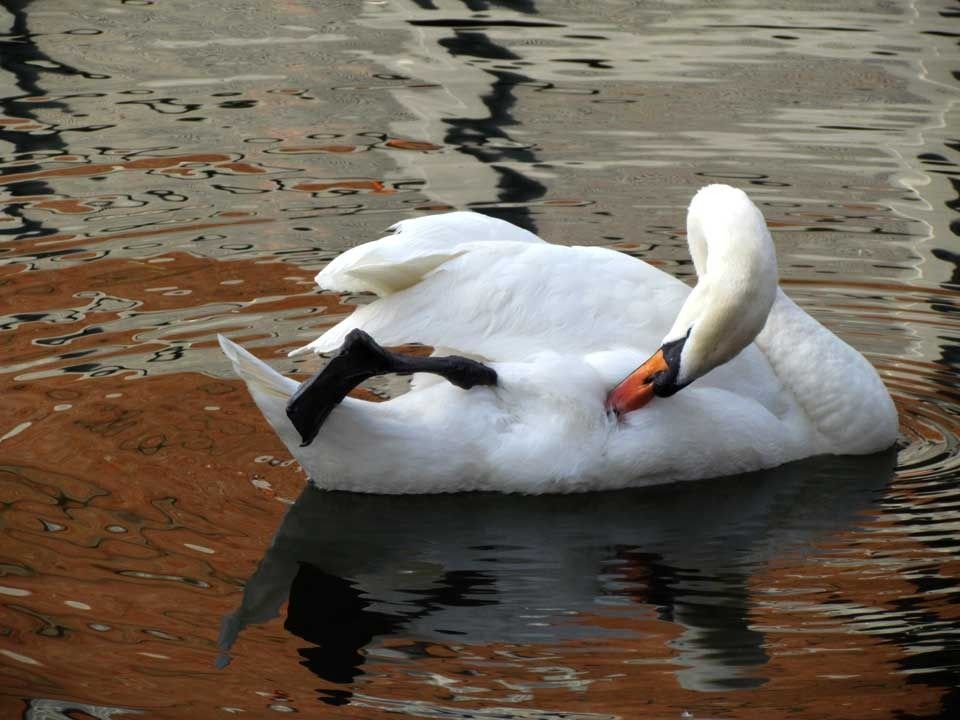 Mute swan