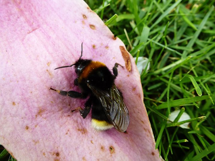 bee resting on a petal