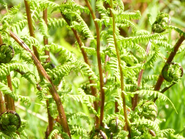  bracken
