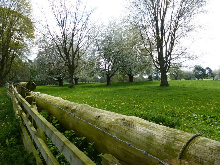  blossom fields