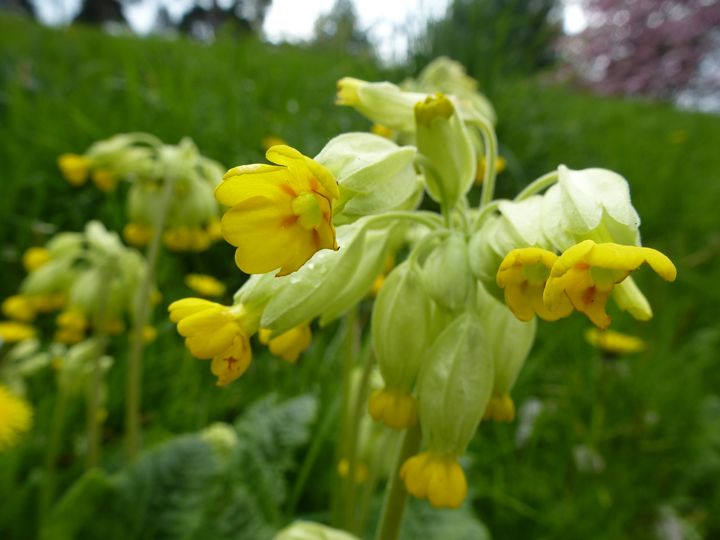  cowslip